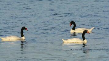 Black necked Swan swimming in a lagoon, La Pampa Province, Patagonia, Argentina. photo