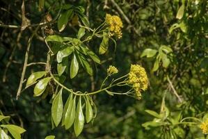 Jungle, near Santa Lucia estuary,South Africa photo