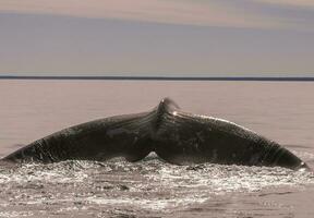 ballena cola en península Valdés, Patagonia, argentina foto