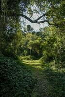 selva, cerca Papa Noel lucia estuario,sur África foto