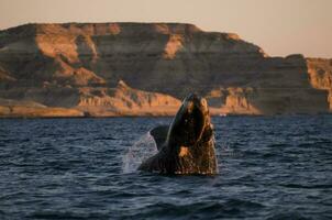 ballena saltando en península Valdés, Patagonia, argentina foto