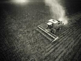 Sunflower harvest,Pampas, Patagonia, Argentina photo