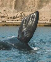 Whale tail in Peninsula Valdes,, Patagonia, Argentina photo