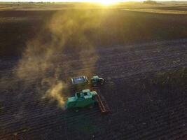 Sunflower harvest,Pampas, Patagonia, Argentina photo