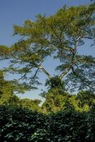 selva, cerca Papa Noel lucia estuario,sur África foto