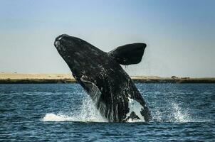 ballena saltando en península Valdés, Patagonia, argentina foto