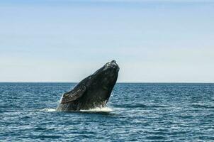 ballena saltando en península Valdés, Patagonia, argentina foto