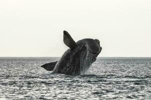 Whale jumping in Peninsula Valdes,, Patagonia, Argentina photo