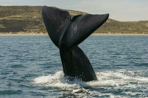 Whale tail in Peninsula Valdes,, Patagonia, Argentina photo