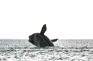 Whale jumping in Peninsula Valdes,, Patagonia, Argentina photo