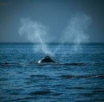 whale breathing, Peninsula Valdes,, Patagonia, Argentina photo