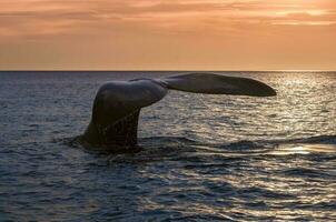 Whale tail in Peninsula Valdes,, Patagonia, Argentina photo