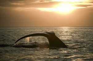 Whale tail in Peninsula Valdes,, Patagonia, Argentina photo