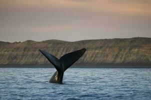 Whale tail in Peninsula Valdes,, Patagonia, Argentina photo