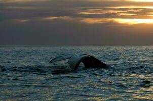 ballena cola en península Valdés, Patagonia, argentina foto