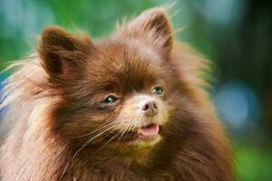 Pomeranian Spitz dog in garden, close up face portrait photo