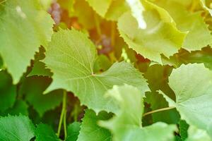 Grape leaves in vineyard. Green vine leaves at sunny september day. Soon autumn harvest of grapes for making wine, jam, juice, jelly, grape seed extract, vinegar, and grape seed oil. photo
