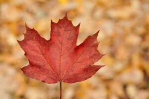 Red autumn leaf on yellow foliage background photo