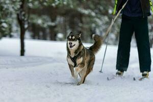 Sled dog skijoring. Husky sled dog pull dog driver. Sport championship competition. photo