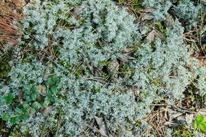 Lichen Cladonia rangiferina. Reindeer grey lichen. Beautiful light-colored forest moss growing in warm and cold climates. Deer, caribou moss. photo