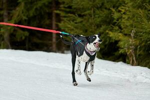 Running Pointer dog on sled dog racing photo