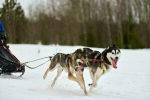 Running Husky dog on sled dog racing photo