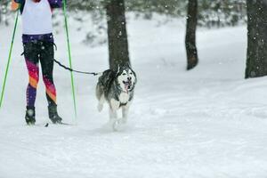 Dog skijoring competition photo