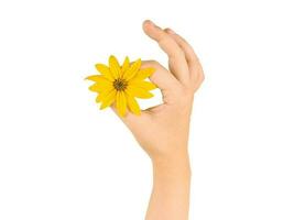 Female hand holding topinambur yellow flower OK symbol, fine menstruation period on white background photo