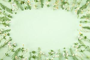 Pastel green grass with white flowers as oval frame on light green background, minimal flat lay photo