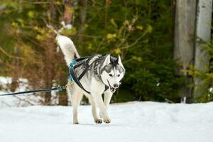 Running Husky dog on sled dog racing photo