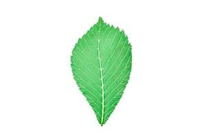 One green elm tree leaf on white background, detailed macro close up photo. Natural elm leaf photo