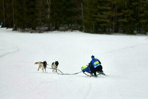 Husky sled dog racing. Musher falls off sled photo