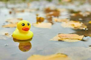 Duck toy in autumn puddle with leaves photo