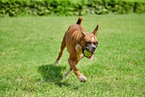 Boxer perro carreras en verde césped verano césped al aire libre parque caminando con adulto mascota, gracioso linda Boxer perro foto