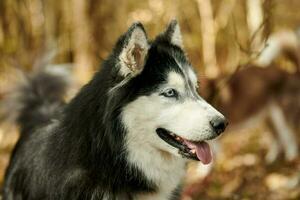 Siberian Husky dog profile portrait with black gray white coat color, cute sled dog breed photo