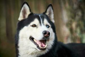 Siberian Husky dog portrait with blue eyes and gray coat color, cute sled dog breed photo