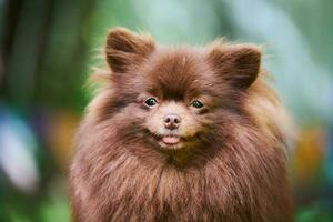 Pomeranian Spitz dog in garden, close up face portrait photo