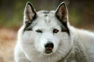 Siberian Husky dog with eye injury close up portrait beautiful Husky dog with black white coat color photo