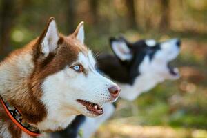 dos siberiano fornido perros perfil retrato con azul ojos y marrón blanco negro abrigo, linda perros raza foto