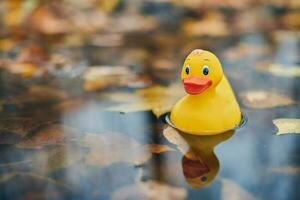 Duck toy in autumn puddle with leaves photo