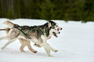 Running Husky dog on sled dog racing photo