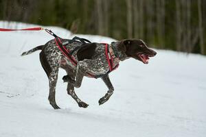 Running Pointer dog on sled dog racing photo