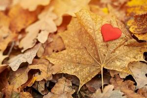 Heart on maple leaf. Infatuation or loneliness concept. photo