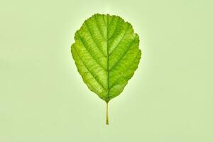 One green alder tree leaf on light green background, detailed macro photo of black alder leaf