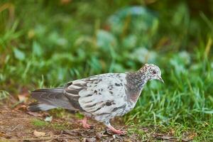 Dove on grass photo