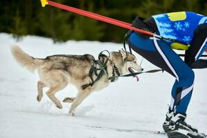 carreras deportivas de perros skijoring foto