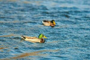 Flock of mallard ducks floating in water photo