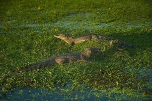 Large alligators laying in the grass photo