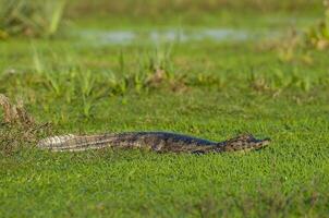 Large alligators laying in the grass photo