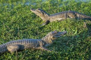 Large alligators laying in the grass photo